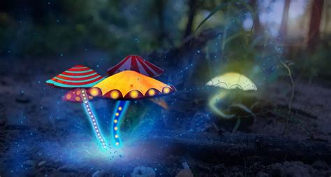 Magic Mushrooms and the Environment: A Sustainable Approach in Los Angeles